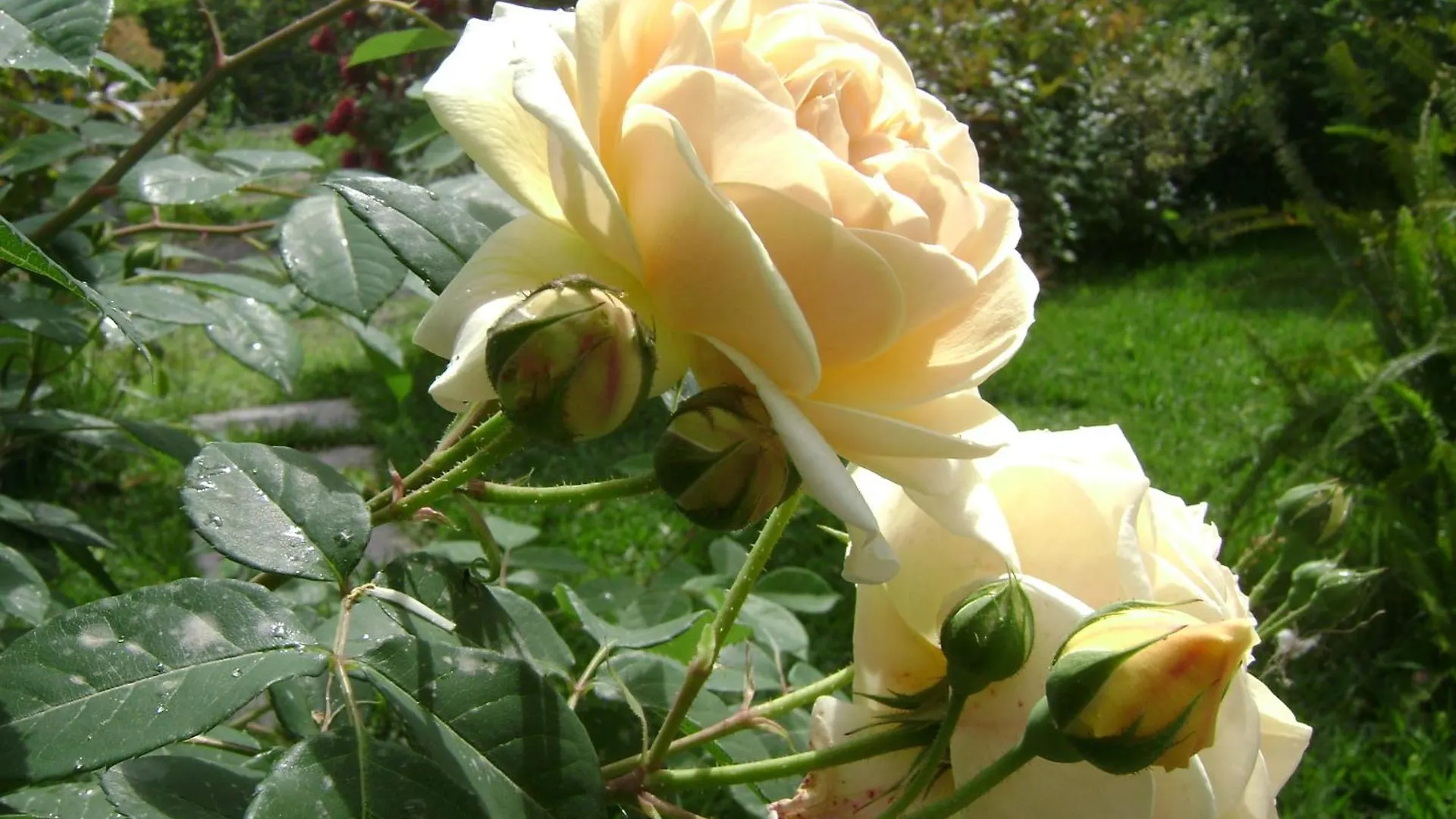 Il Giardino Segreto Bed and Breakfast Trappitello Bed & Breakfast